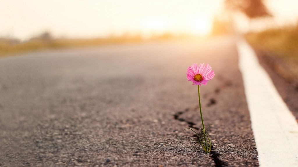 https://www.theasphaltjungle.com/a-flower-grows-through-it-it-being-asphalt.html